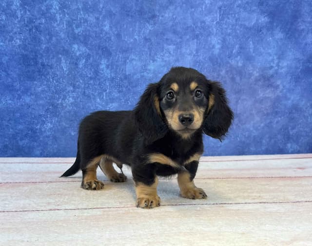 Dachshund Puppies media 4