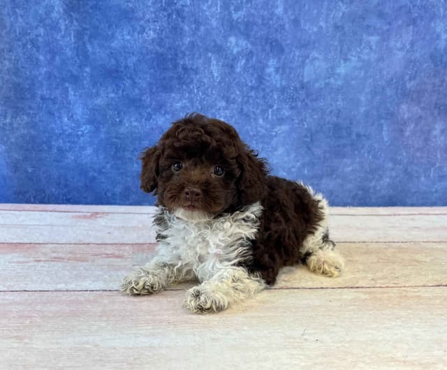 Poodle Puppies media 4