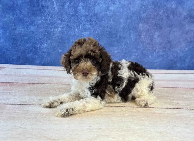 Poodle Puppies media 2