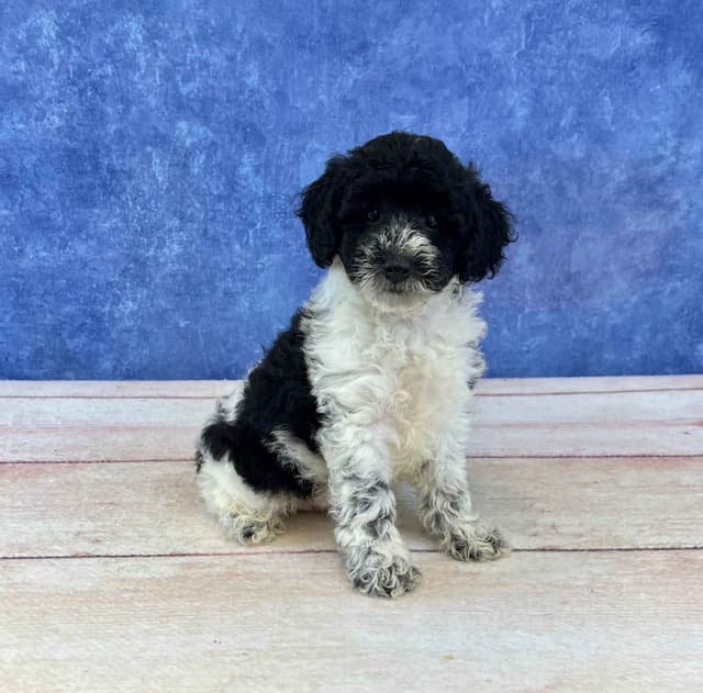 Poodle Puppies media 5