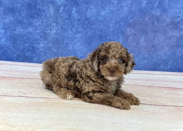 Poodle Puppies media 3
