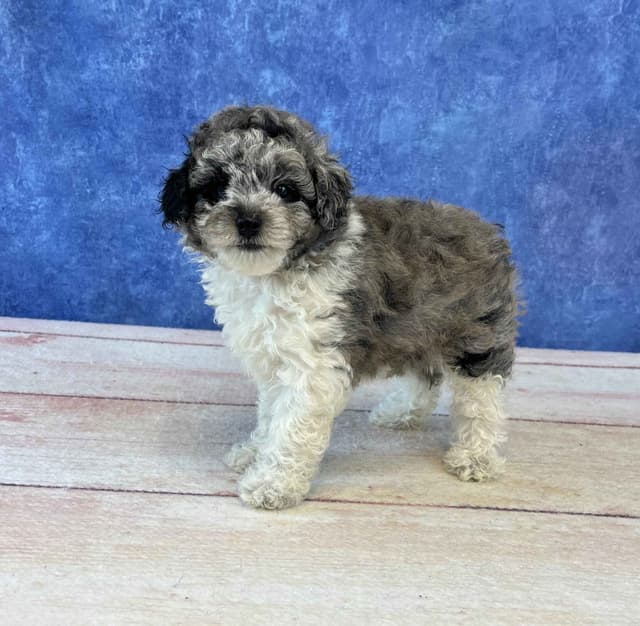 Poodle Puppies media 6