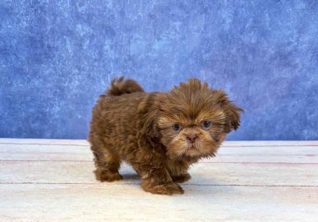 Shih Tzu Puppies media 2