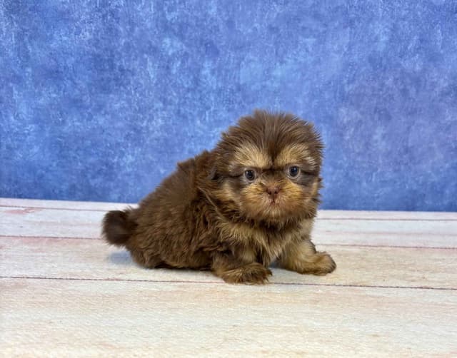Shih Tzu Puppies media 3