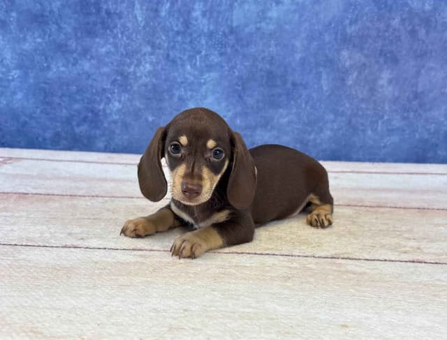 Dachshund Puppies media 2
