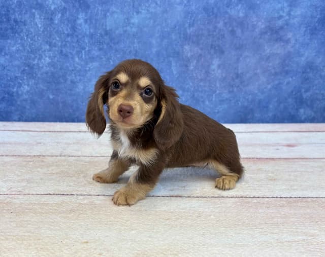 Dachshund Puppies media 3