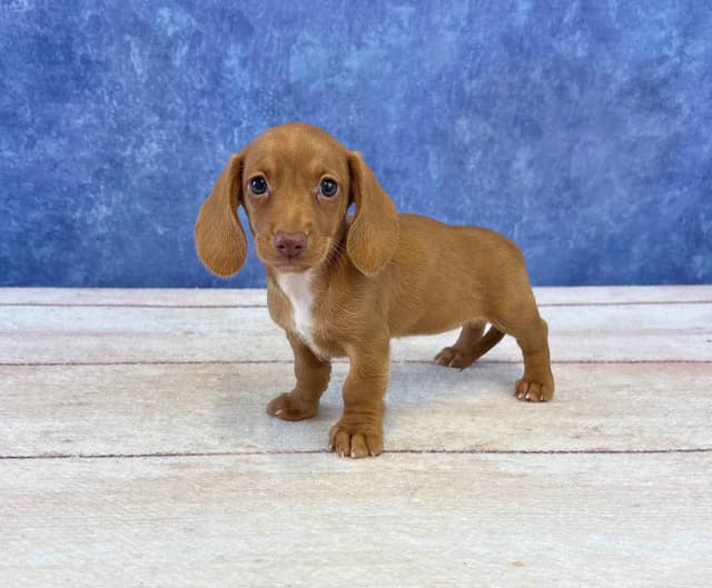 Dachshund Puppies media 5