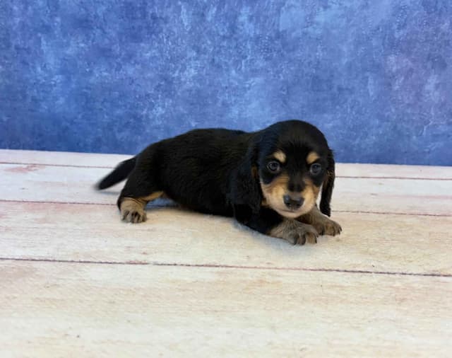 Dachshund Puppies media 3