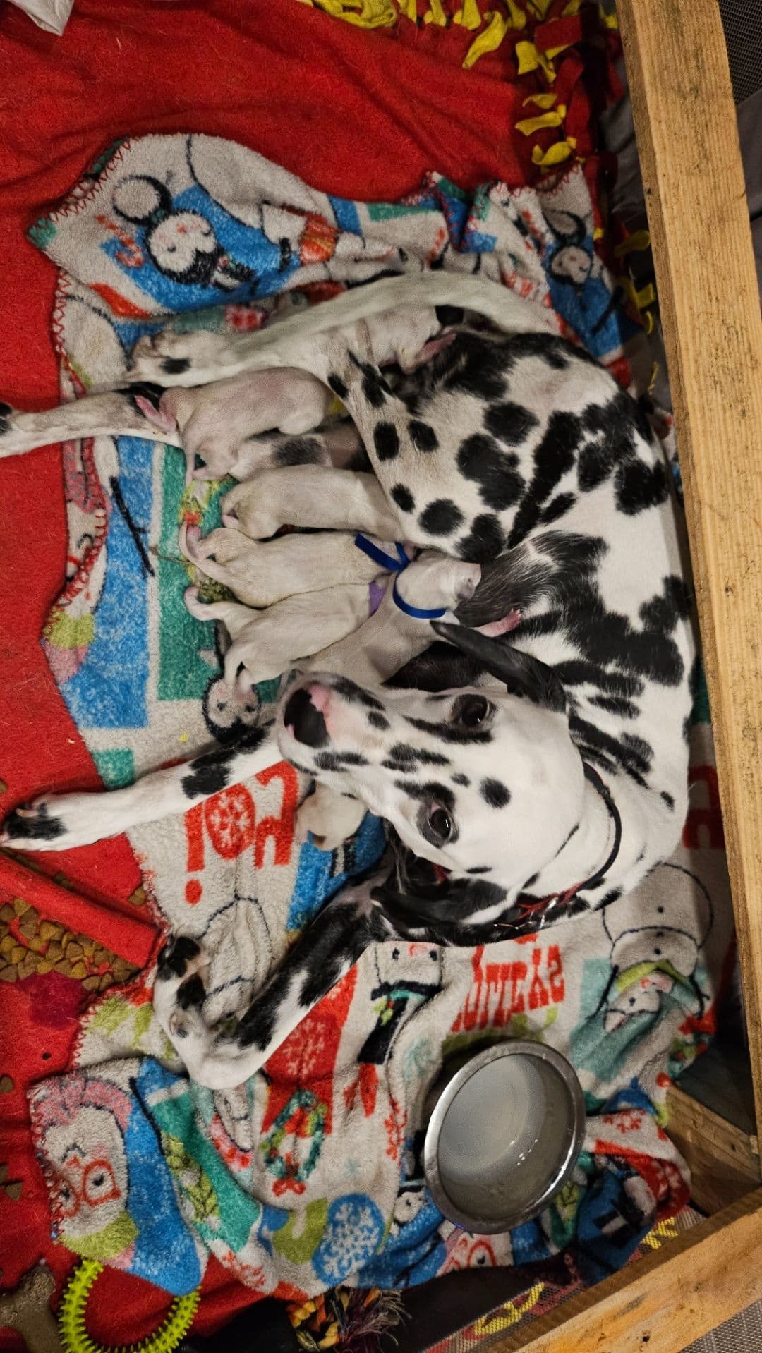 Dalmatian Puppies breeder image 5