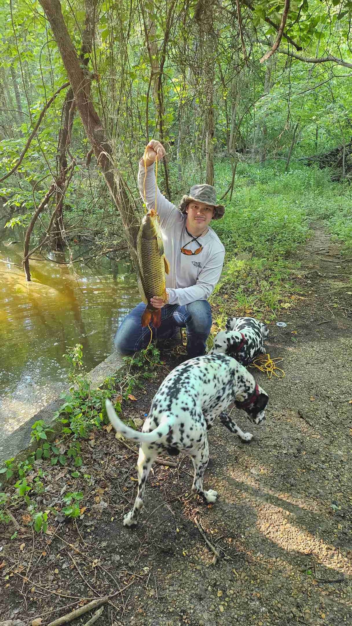 Dalmatian Puppies breeder image 9