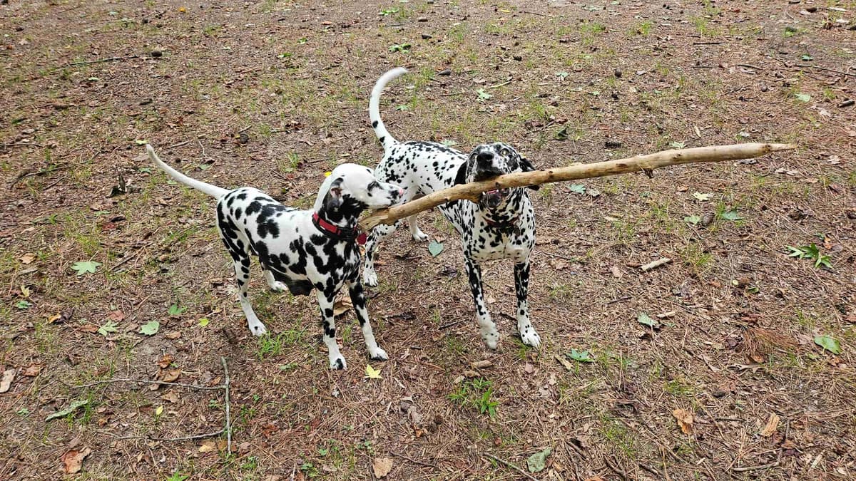 Dalmatian Puppies breeder image 14