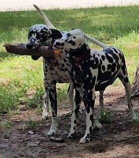 Dalmatian Puppies media 14