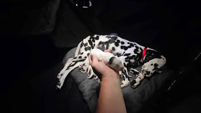 Dalmatian Puppies media 3