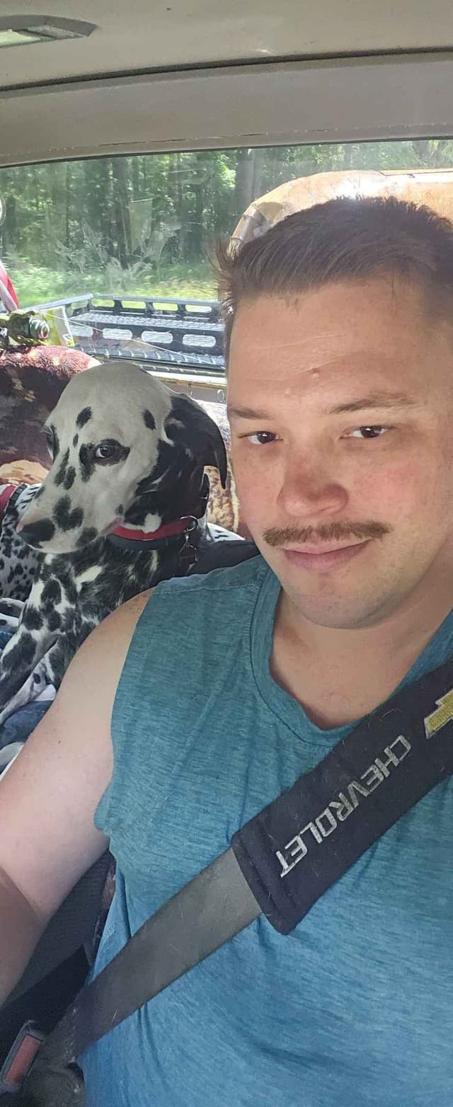 Dalmatian Puppies media 11
