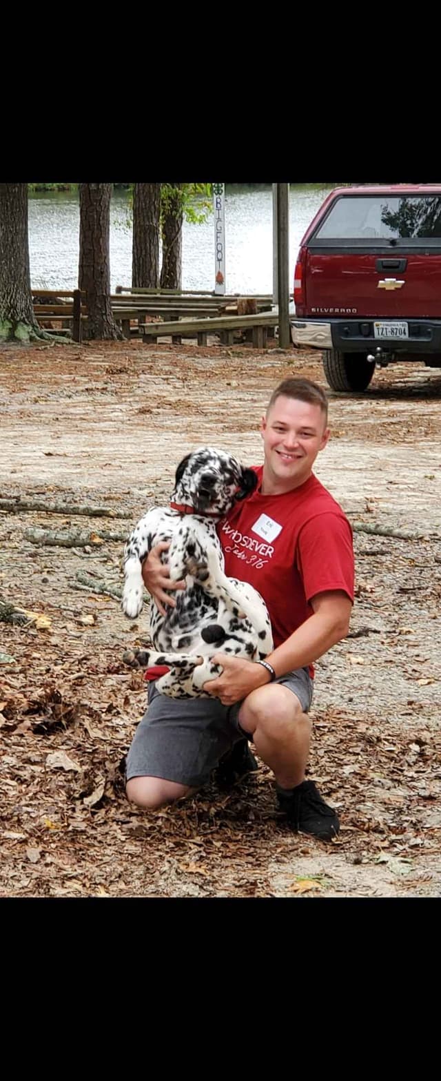 Dalmatian Puppies media 12