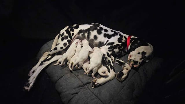 Dalmatian Puppies media 2