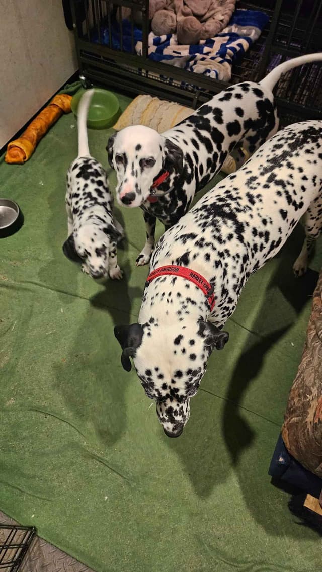 Dalmatian Puppies media 7