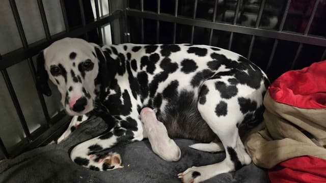 Dalmatian Puppies media 5