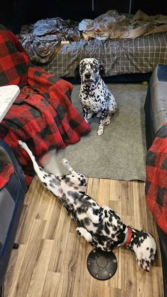Dalmatian Puppies media 15