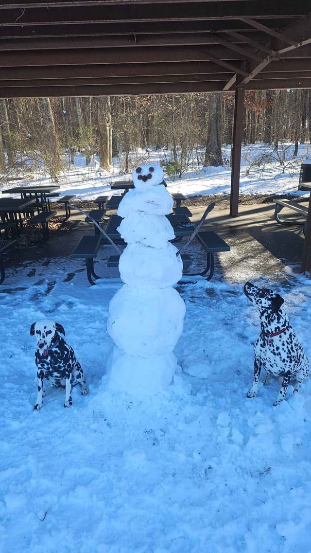 Dalmatian Puppies media 17