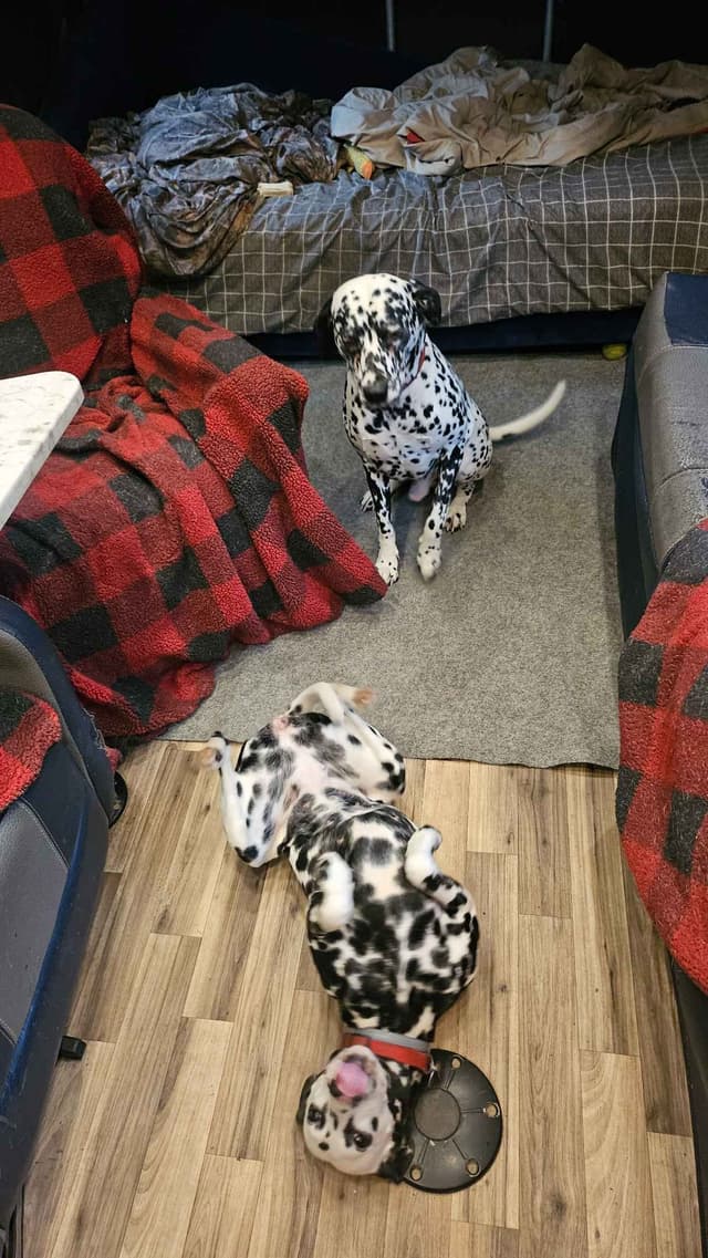 Dalmatian Puppies media 16