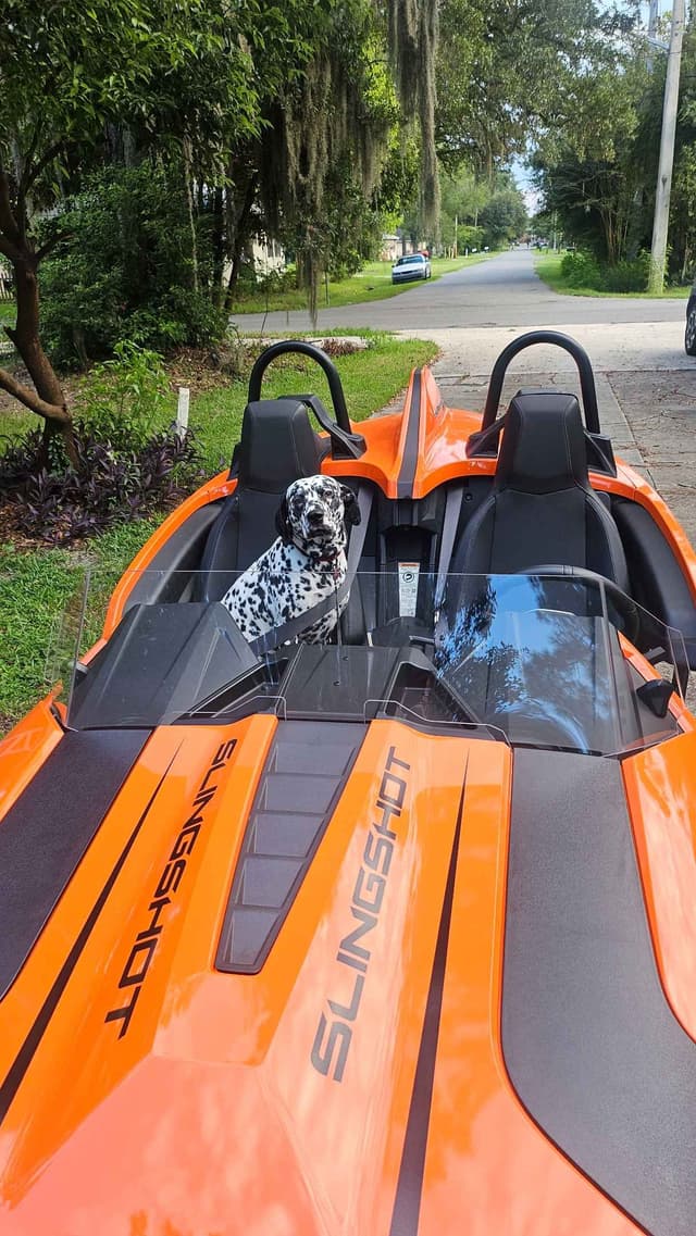 Dalmatian Puppies media 18
