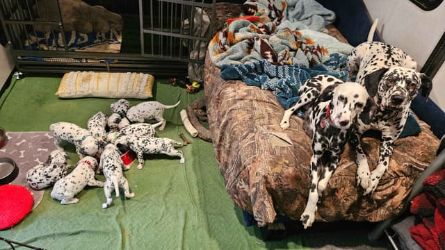 Dalmatian Puppies media 8
