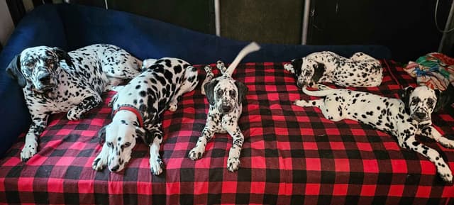 Dalmatian Puppies media 9