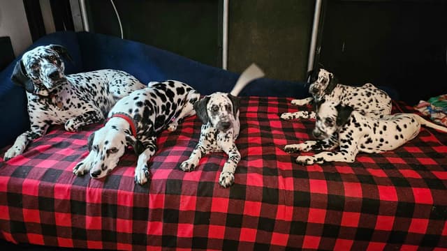 Dalmatian Puppies media 10