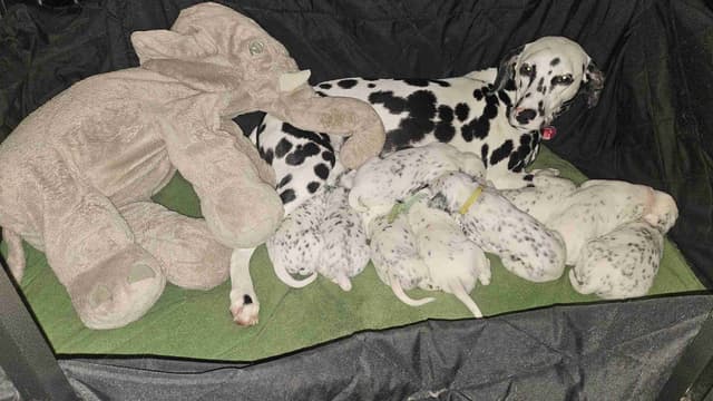 Dalmatian Puppies media 6