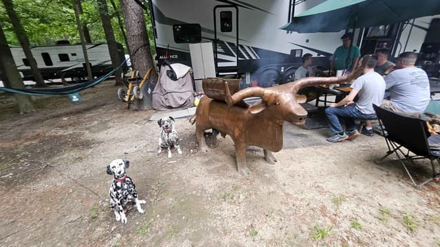 Dalmatian Puppies media 20