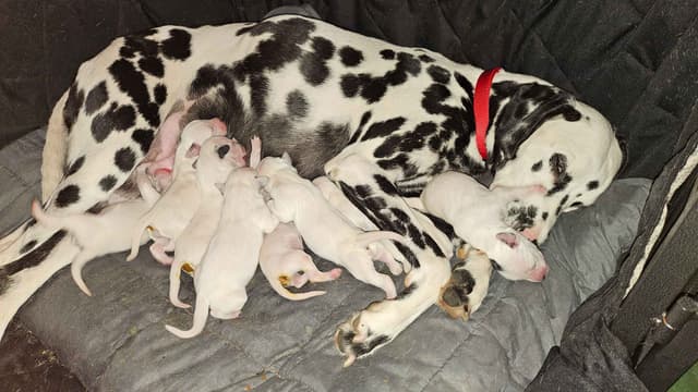 Dalmatian Puppies media 4