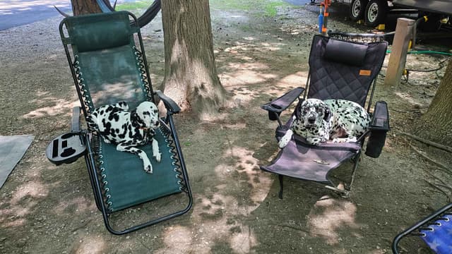 Dalmatian Puppies media 23