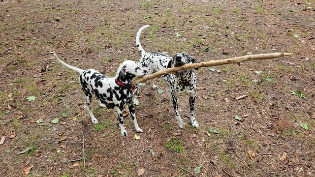 Dalmatian Puppies media 24