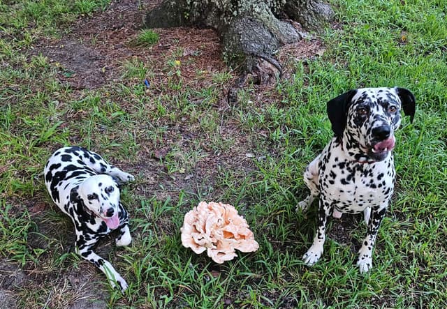 Dalmatian Puppies media 25