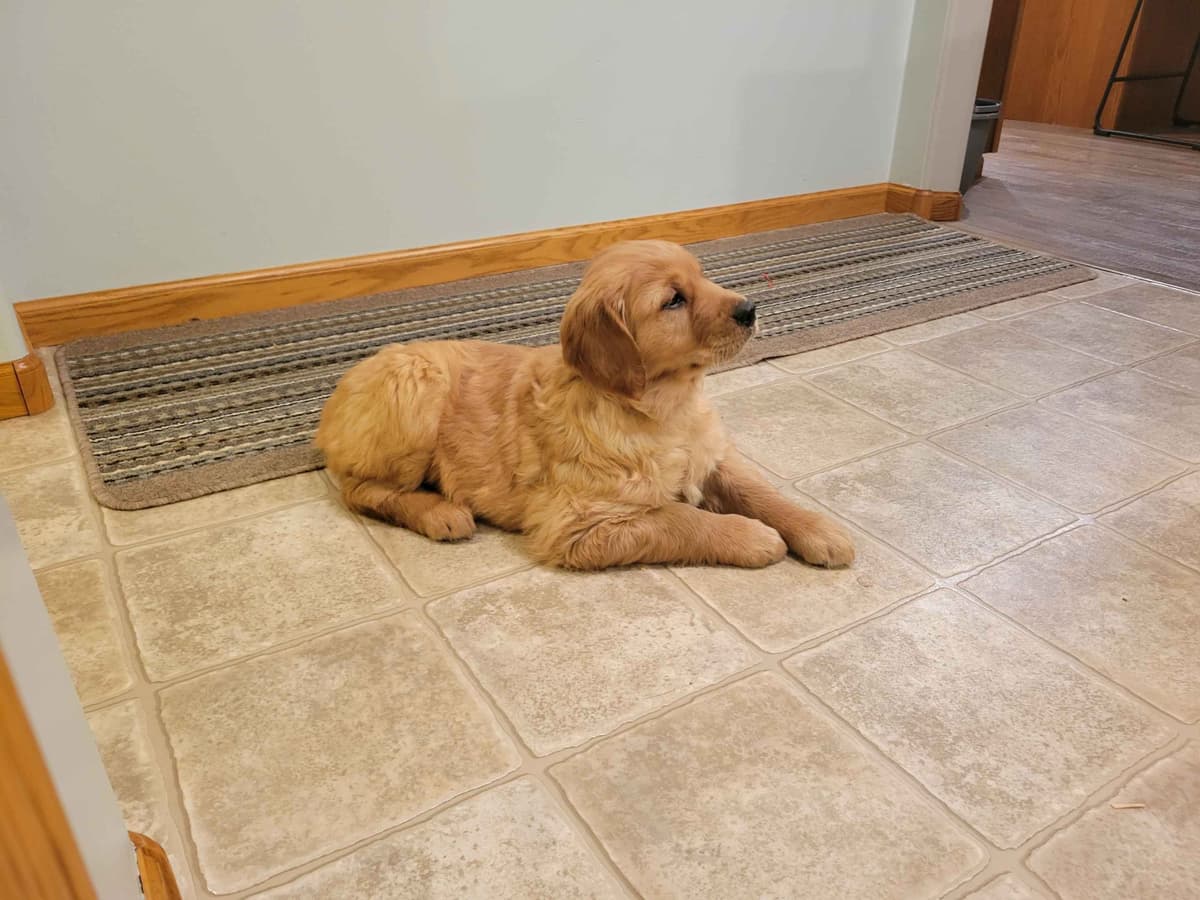 Golden Retriever Puppies breeder image 1