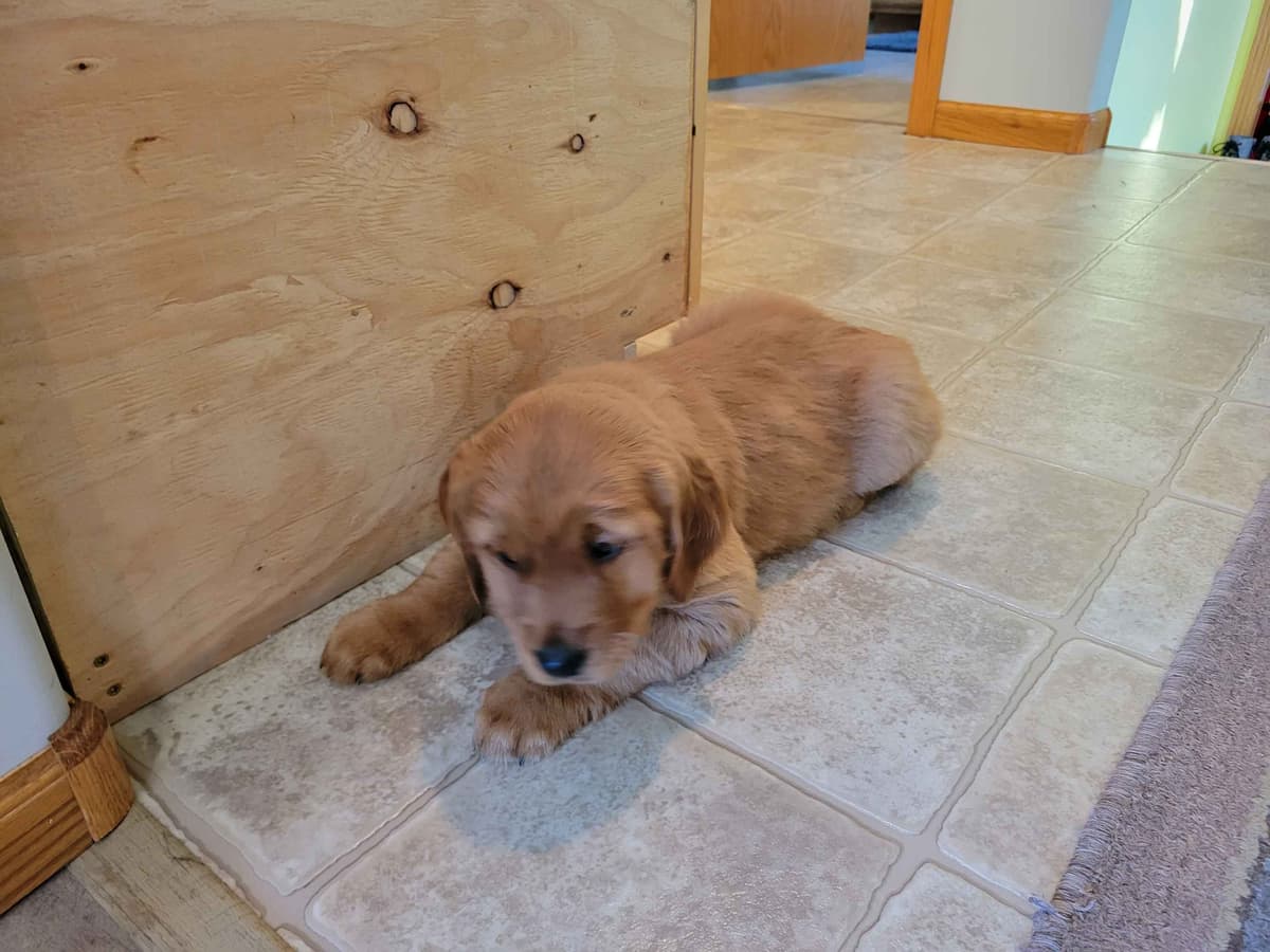 Golden Retriever Puppies breeder image 2