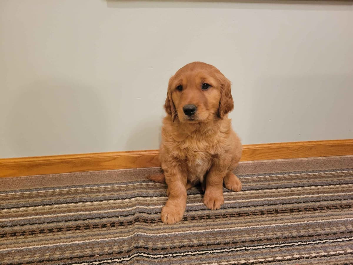 Golden Retriever Puppies breeder image 3