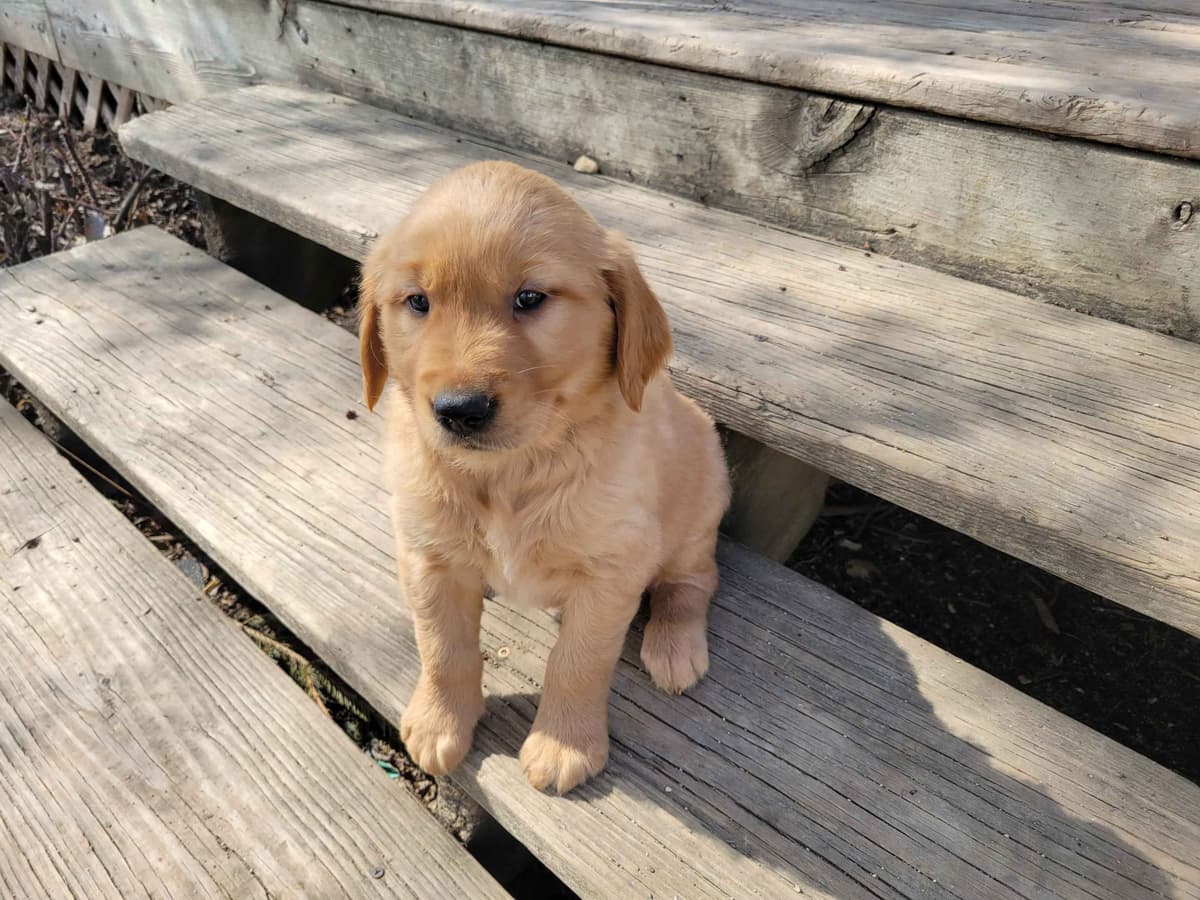 Golden Retriever Puppies breeder image 4