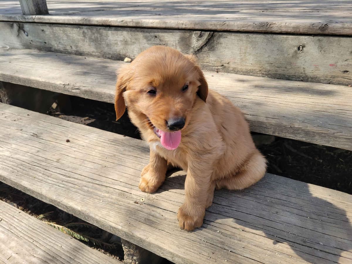 Golden Retriever Puppies breeder image 5