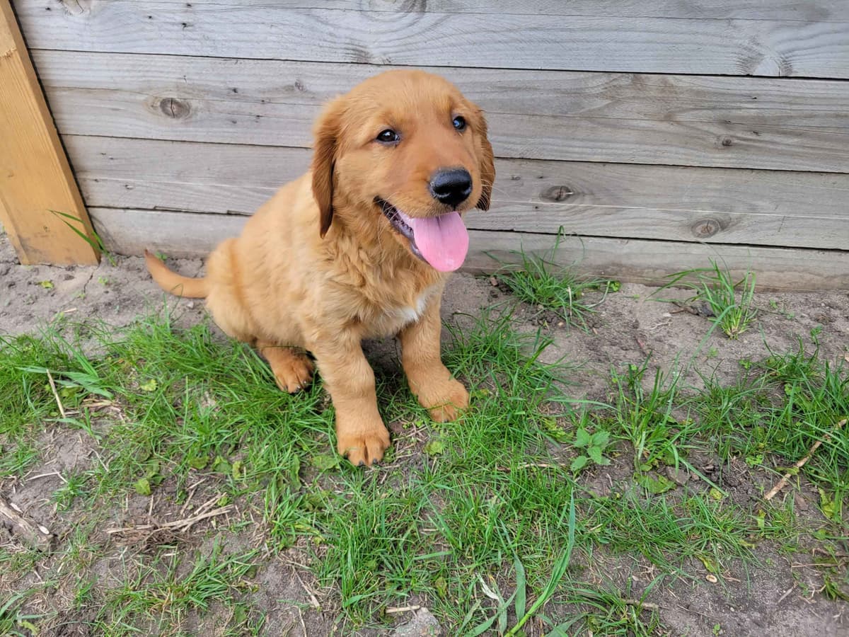 Golden Retriever Puppies breeder image 6