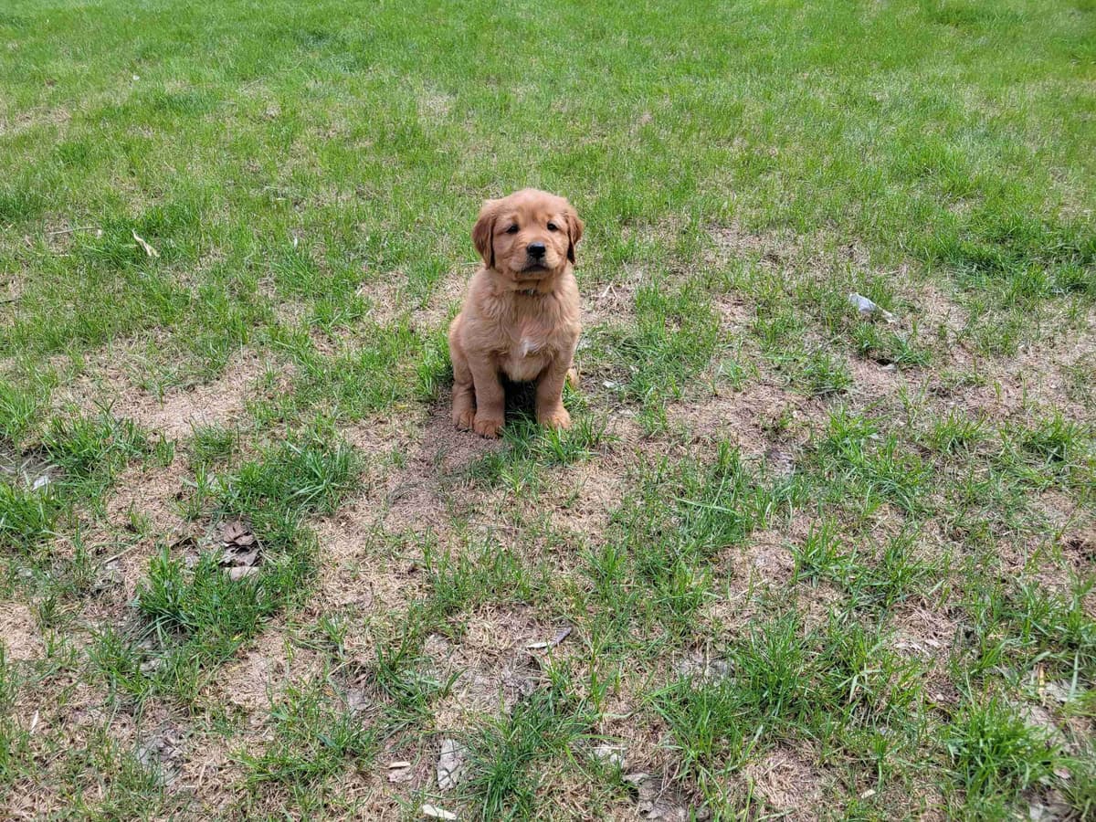 Golden Retriever Puppies breeder image 7