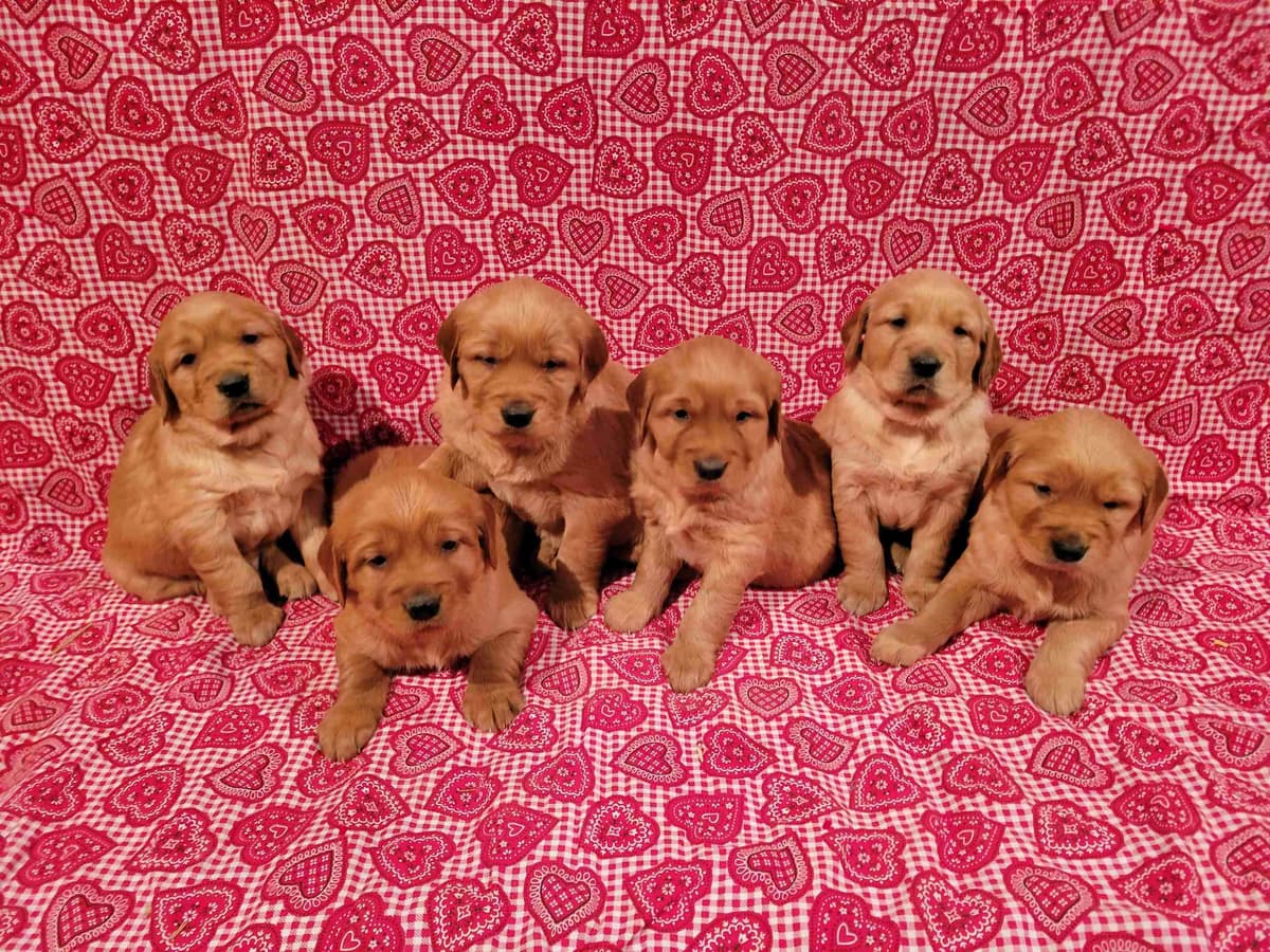 Golden Retriever Puppies breeder image 8
