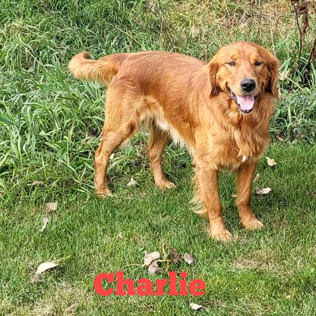 Golden Retriever Puppies breeder image 9