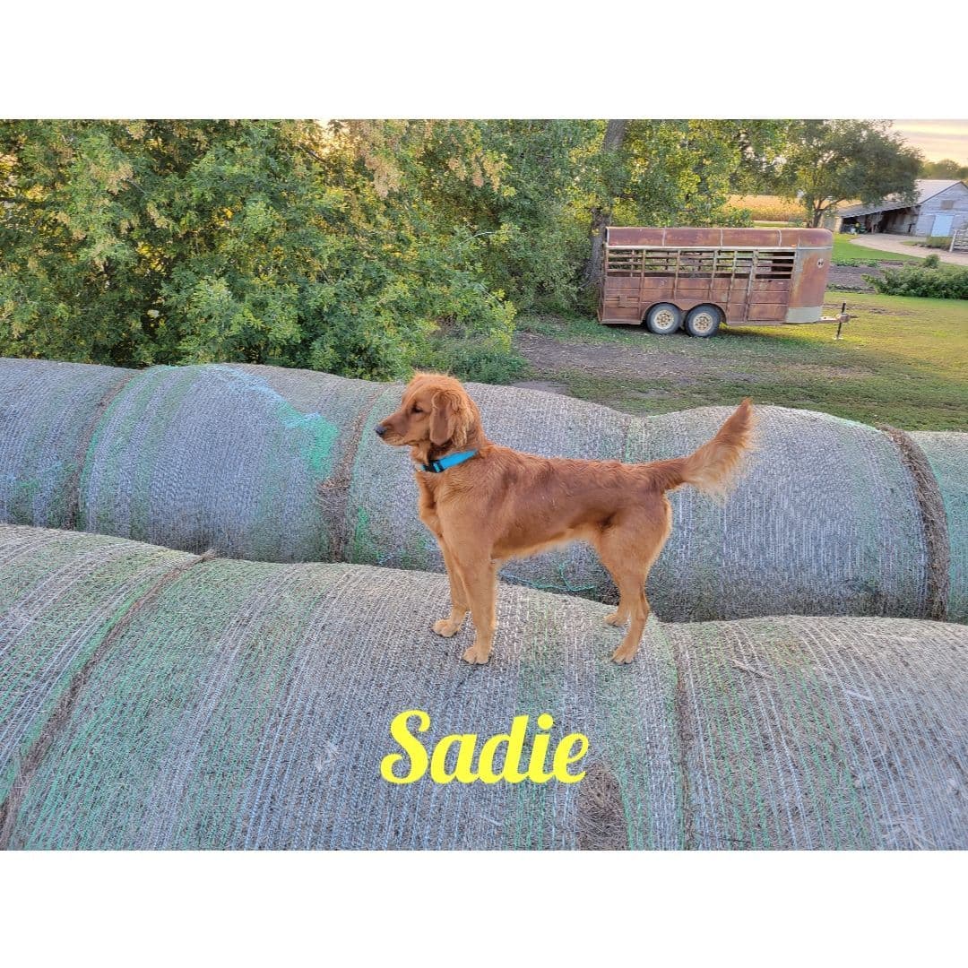 Golden Retriever Puppies breeder image 10