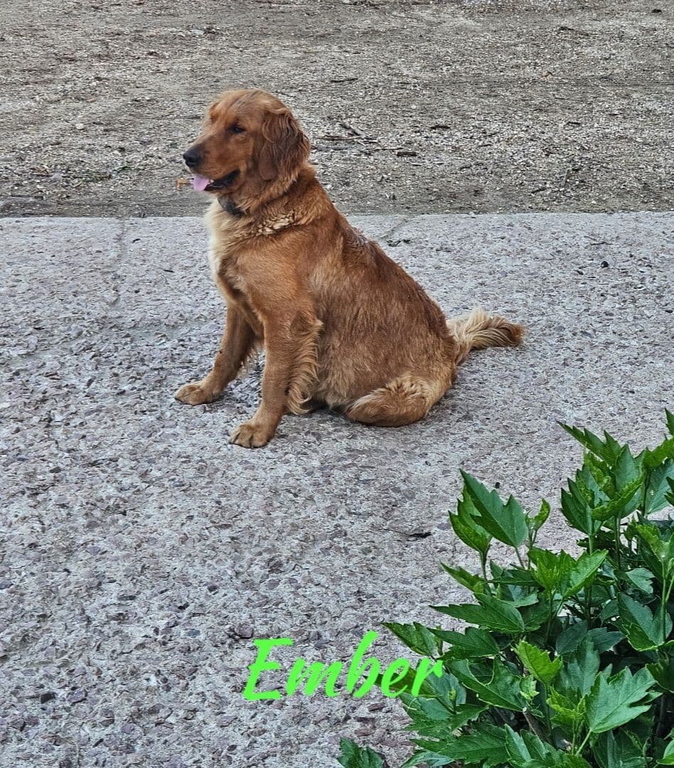 Golden Retriever Puppies breeder image 11