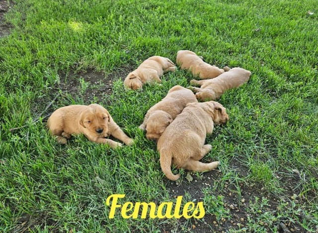 Golden Retriever Puppies media 2