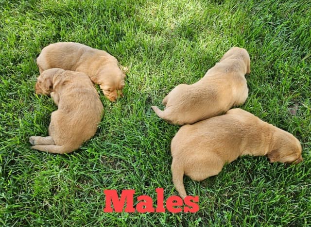 Golden Retriever Puppies media 3