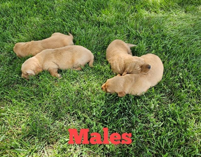 Golden Retriever Puppies media 4
