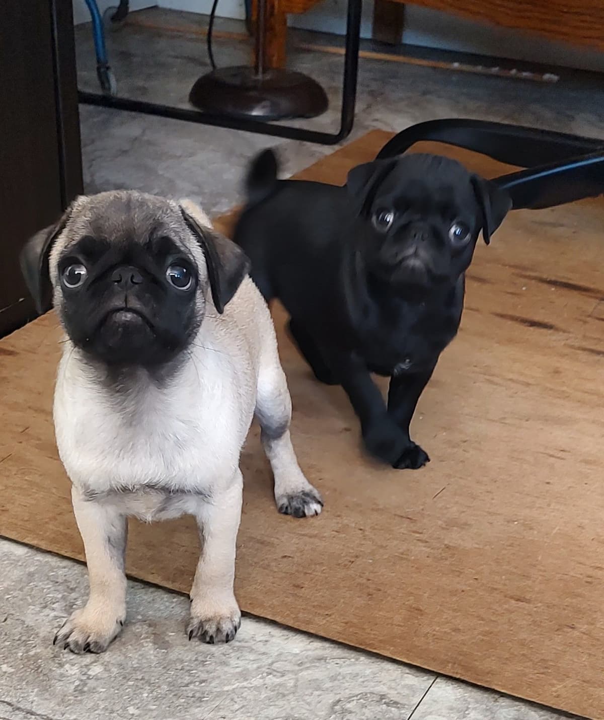 Pug Puppies breeder image 1
